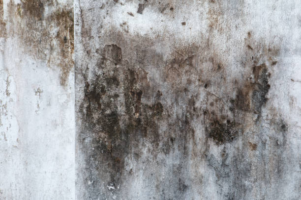 Best Mold Remediation for Healthcare Facilities  in Harrisville, WV